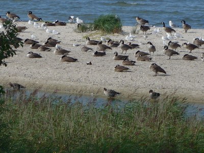 Holiday house Vogeldüne Holiday Home - Environment photo 21