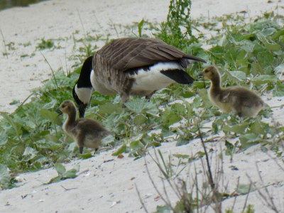 Holiday house Vogeldüne Holiday Home - Environment photo 25