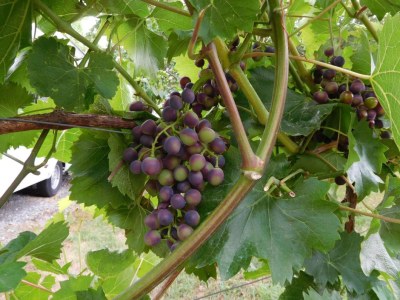 Holiday apartment Eisenmann - Environment photo 12