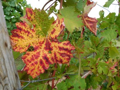 Holiday apartment Eisenmann - Environment photo 15