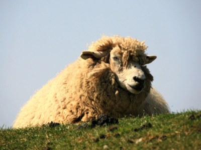 Holiday apartment Inselblick in der Nordermühle - Environment photo 16