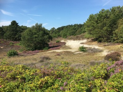 Holiday apartment Duinsuite - Environment photo 42