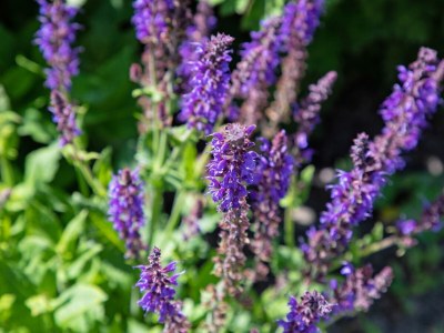 Holiday house Behind the Rugediek - Outdoor photo 12