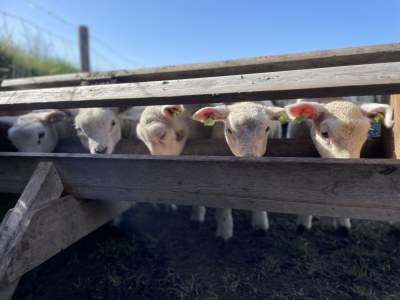 Holiday house Tesselwind - Environment photo 30