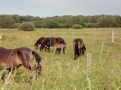 Holiday house 6 Personen Ferienhaus in Ebeltoft - Outdoor photo 20