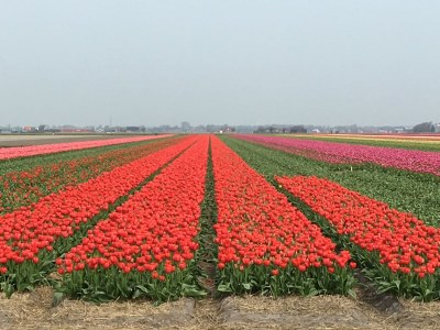 Holiday house Villa Orchidee - Environment photo 19