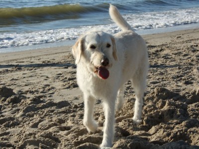 Holiday house "de Seinpost" Callantsoog Nr. 9 - Environment photo 23