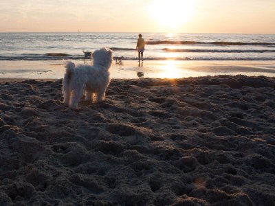 Holiday house "de Seinpost" Callantsoog Nr. 9 - Environment photo 31