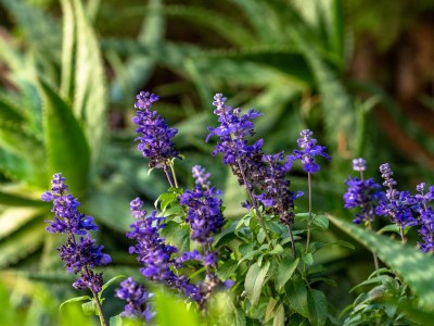 Holiday house Casa Foca - Familienfreundliches Ferienhaus in ruhiger Lage mit spektakulärem Meerblick und gemütlichem Poolbereich in Bahia Azul - Outdoor photo 9