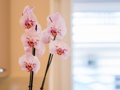 Holiday apartment Franciska 3 – 30 m² Dachterrasse mit Panoramablick auf das Meer - Features photo 7