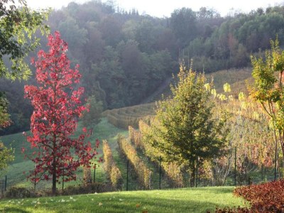 Cottage Studio in Bastia Mondovì with Pool and Winery - Environment photo 33
