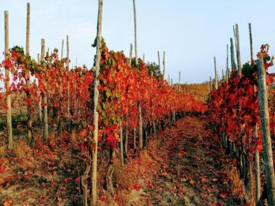 Cottage Studio in Bastia Mondovì with Pool and Winery - Environment photo 34
