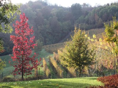 Cottage Holiday Home in Langhe with Pool and Terrace - Environment photo 24