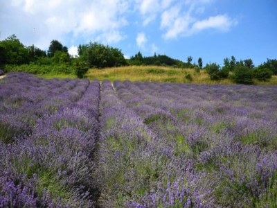 Cottage Holiday Home in Langhe with Pool and Terrace - Environment photo 31