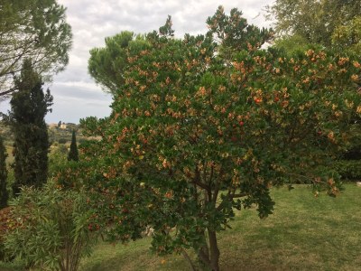 Holiday apartment Villa Paradiso - Girasole - Outdoor photo 14