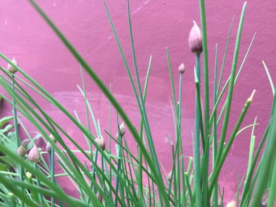 Holiday apartment Villa Paradiso - Girasole - Outdoor photo 16