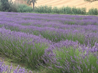 Holiday apartment Villa Paradiso - Girasole - Environment photo 38