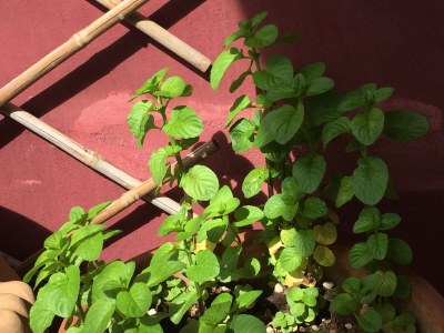 Holiday apartment Villa Paradiso - Girasole - Document photo 40