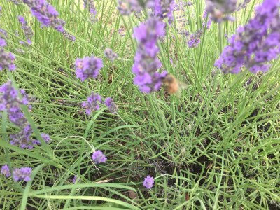 Holiday apartment Villa Paradiso - Girasole - Document photo 41