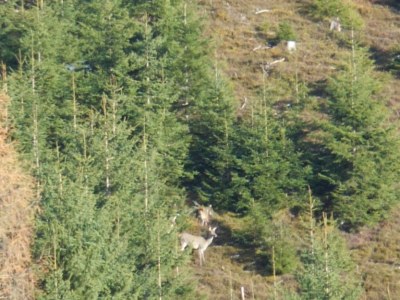 Holiday apartment 1 Pfaffenreitherhof - Environment photo 20