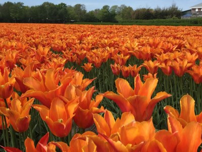 Holiday house Strandkoje Julianadorp - Environment photo 21