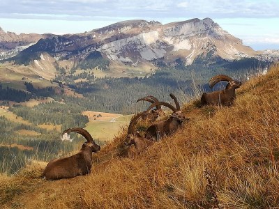 Holiday apartment Heimatgfüehl - Environment photo 13