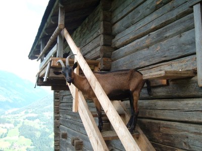Farmhouse Holiday Cabin DonnerhÃ¤usl - Environment photo 14