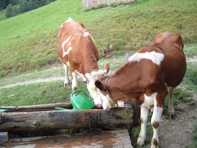 Farmhouse Holiday Cabin DonnerhÃ¤usl - Environment photo 15