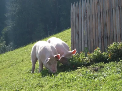 Farmhouse Holiday Cabin DonnerhÃ¤usl - Environment photo 16