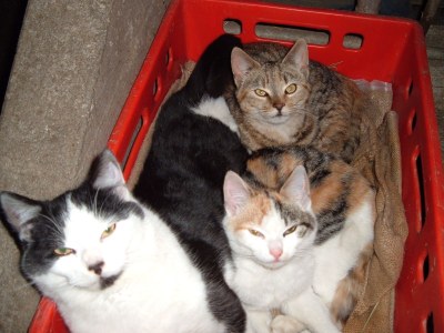 Farmhouse Holiday Cabin DonnerhÃ¤usl - Environment photo 18