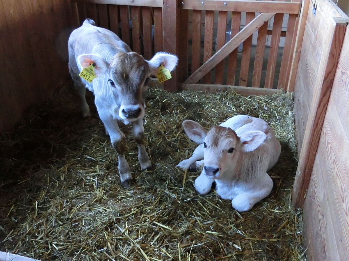 Holiday apartment Musterhof - Outdoor photo 4