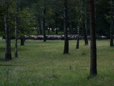 Holiday house at Meyer's bei Meyer's in the Lüneburg Heath - Environment photo 17