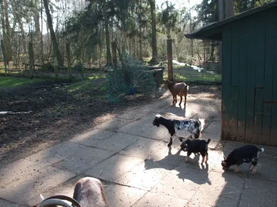 Holiday house at Meyer's bei Meyer's in the Lüneburg Heath - Environment photo 18