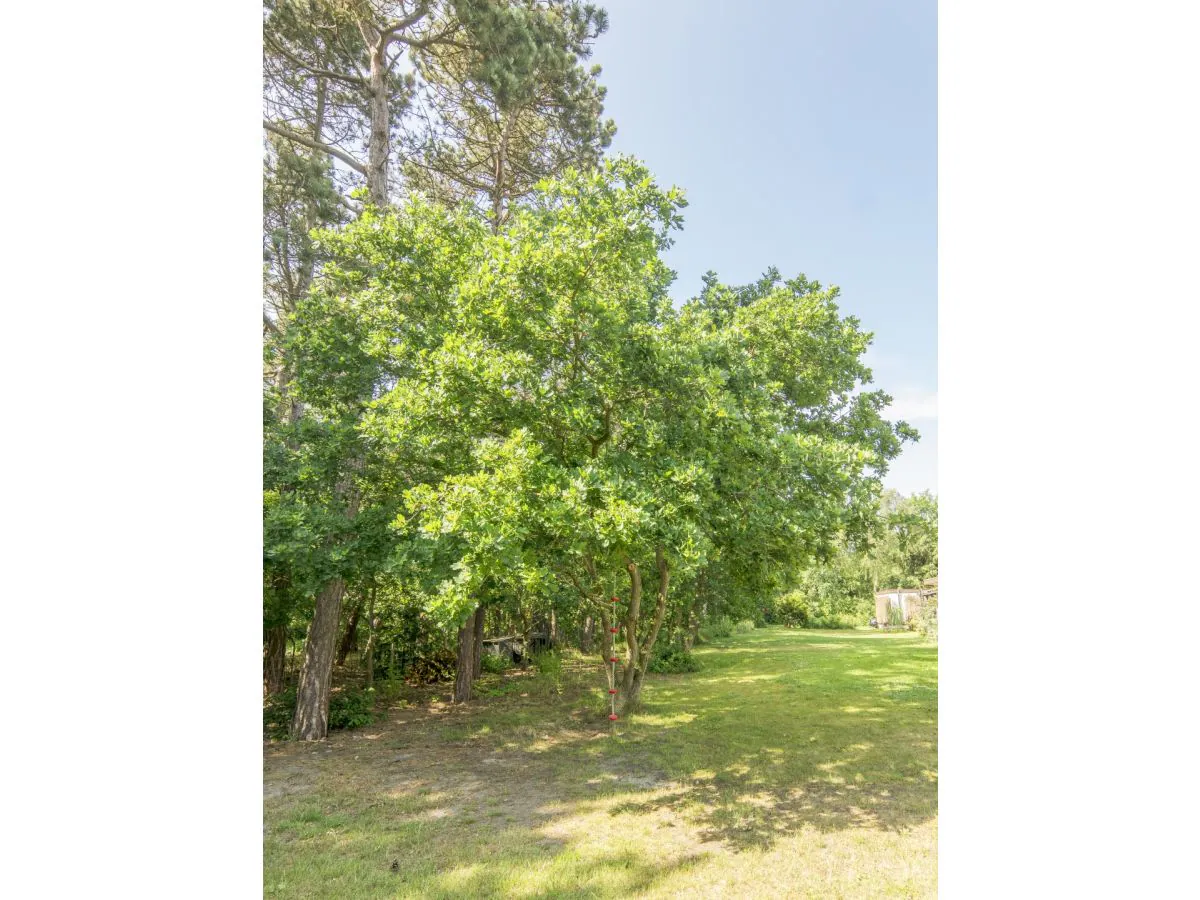 Holiday house Am Texelwald - Pelikaanweg 55 - Outdoor photo 5