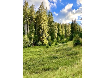 Holiday house Heilklimatischer Luftkurort - Environment photo 32