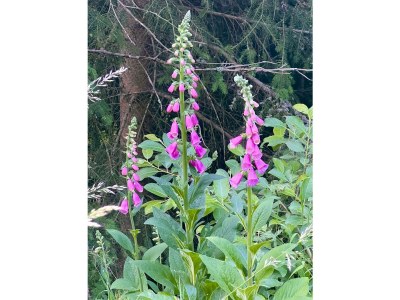 Holiday house Heilklimatischer Luftkurort - Environment photo 35