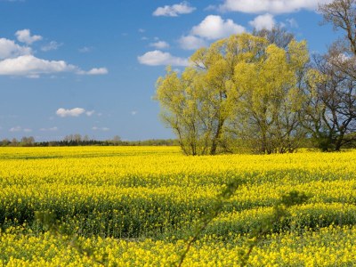 Holiday house Ferienhaus Svala - Environment photo 28