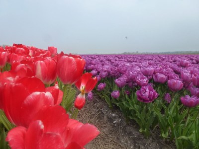 Holiday apartment Molen - Environment photo 17