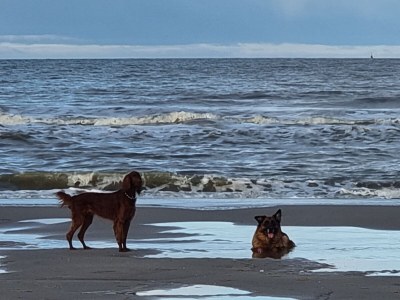 Holiday apartment Molen - Environment photo 22