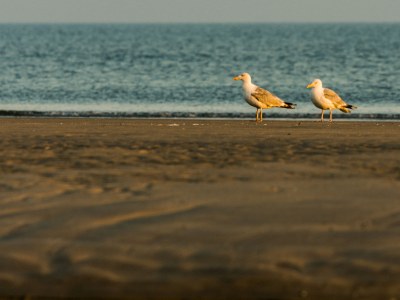 Holiday apartment AmelÃ¤nder-Paradijs Nr. 14 - Environment photo 20