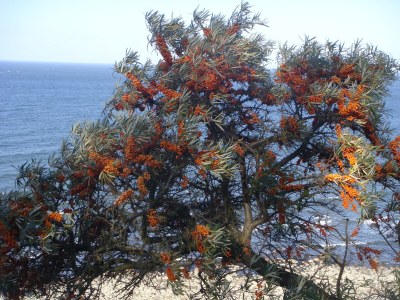 Holiday house Kapsegler - Environment photo 17