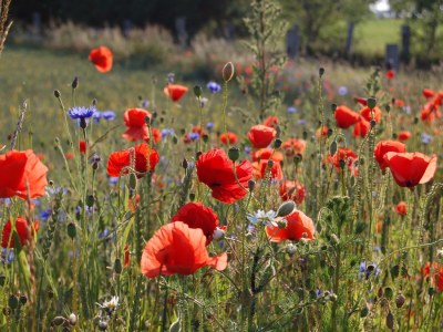 Holiday apartment - No title - - Environment photo 19