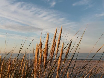 Holiday house Ruhiges Ferienhaus in Zingst–Urlaub nahe am Strand - Environment photo 34