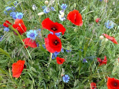 Apartment Luxuriöse Ferienwohnung in Boddin mit Garten - Outdoor photo 8