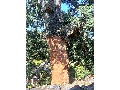 Villa Casa Cano Retiro - 49033/AL - Environment photo 20