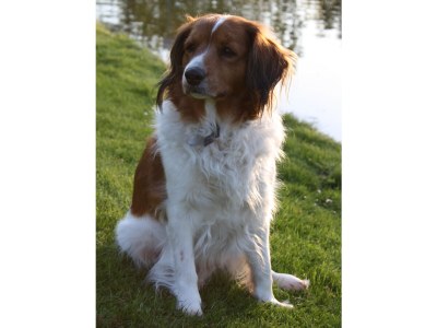 Holiday house Herckenstein 121 - Environment photo 26