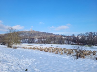 Holiday apartment Königstein - "Am Hainerberg" Ferienwohnung - Outdoor photo 9