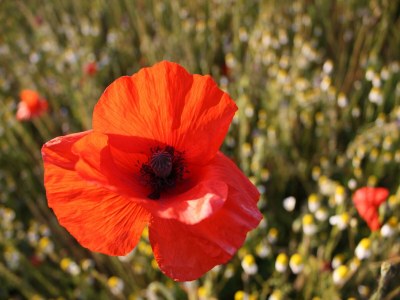 Apartment Komfortable Ferienwohnung in Strandnähe in Rerik - Outdoor photo 36