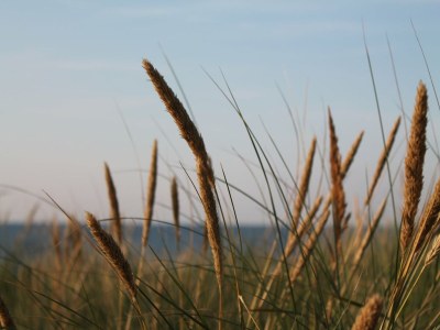 Apartment Wohnung in Zingst nahe Ostseestrand - Environment photo 34