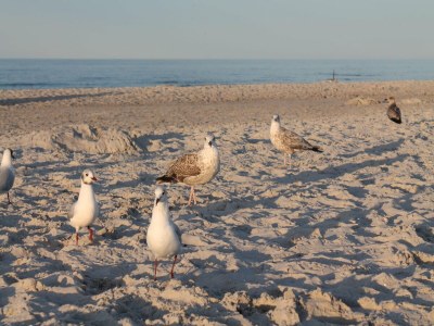 Apartment Wohnung in Zingst nahe Ostseestrand - Environment photo 43